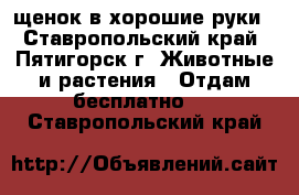 щенок в хорошие руки - Ставропольский край, Пятигорск г. Животные и растения » Отдам бесплатно   . Ставропольский край